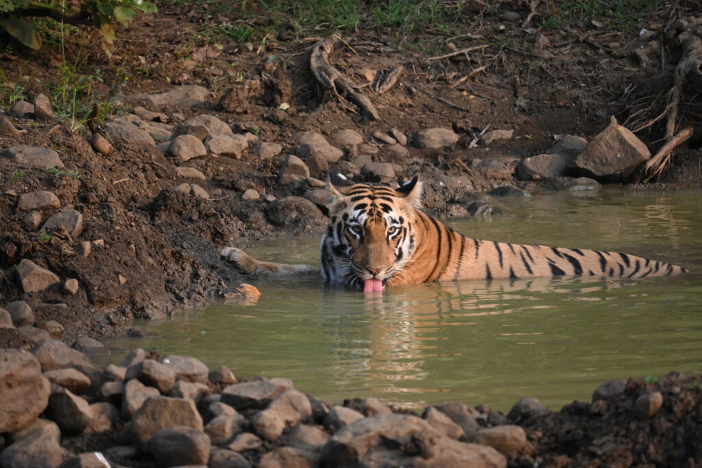 Tadoba Jungle Safari