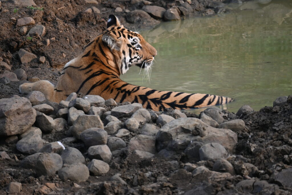 Tadoba Jungle Safari