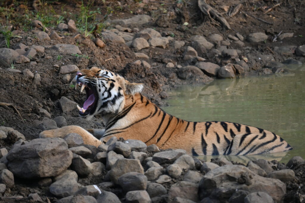 Tadoba Jungle Safari
