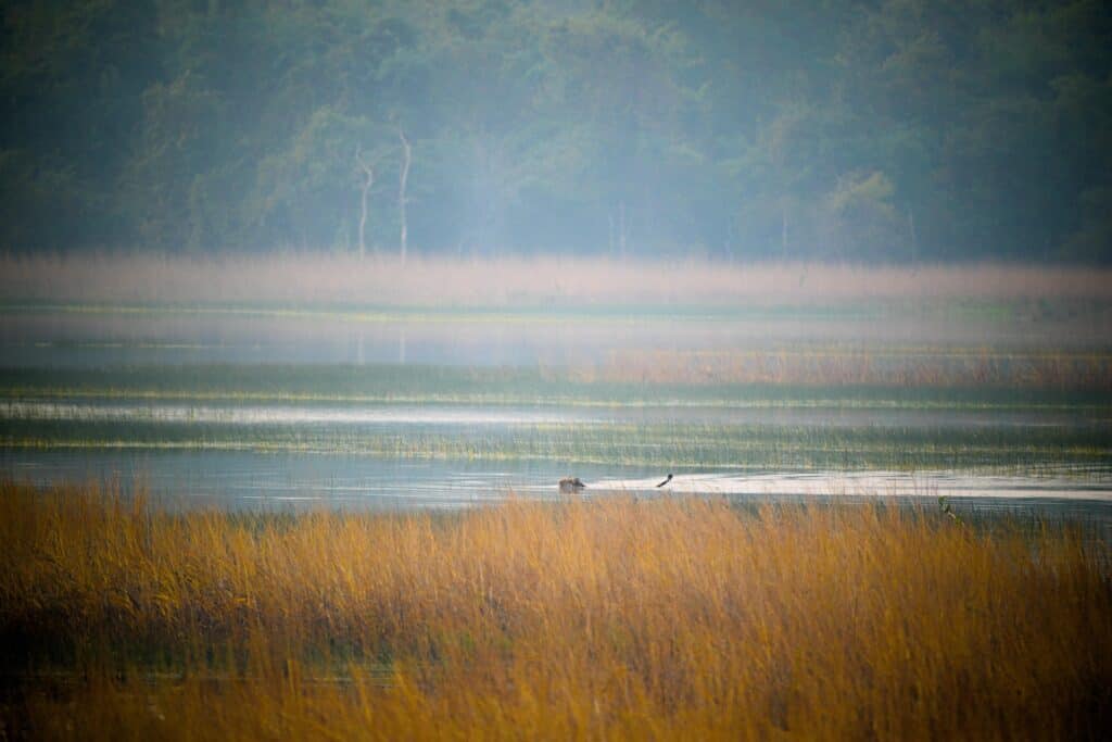 Tadoba Jungle Safari